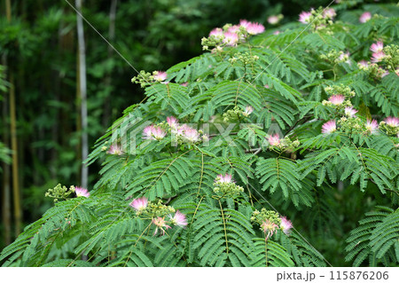 ネムノキ（合歓木）の花 115876206