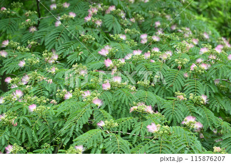 ネムノキ（合歓木）の花 115876207