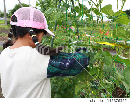 畑で野菜を収穫する小学生の女の子 畑で野菜を収穫する小学生の女の子 115876335