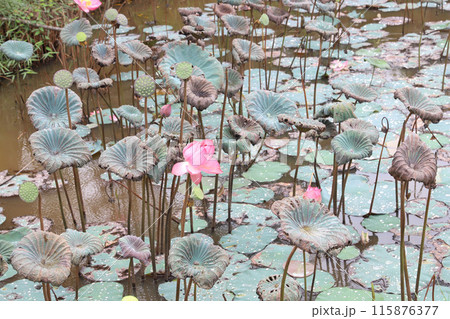 ベトナム　クアンナム省　ミーソン遺跡　ミーソン聖域 115876377