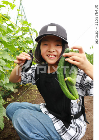 畑で野菜を収穫する小学生の女の子 115876430