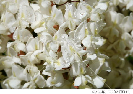 Robinia false acacia, or Robinia false acacia, or Robinia pseudoacacia, or Robinia common or erroneous - White acacia blooming in early summer Robinia false acacia, or Robinia false acacia, or Robinia pseudoacacia, or Robinia common or erroneous - White acacia blooming in early summer 115876553