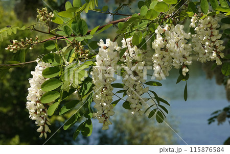 Robinia false acacia, or Robinia false acacia, or Robinia pseudoacacia, or Robinia common or erroneous - White acacia blooming in early summer Robinia false acacia, or Robinia false acacia, or Robinia pseudoacacia, or Robinia common or erroneous - White acacia blooming in early summer 115876584