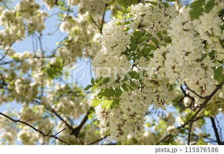 Robinia false acacia, or Robinia false acacia, or Robinia pseudoacacia, or Robinia common or erroneous - White acacia blooming in early summer 115876586