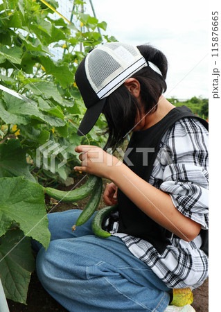 畑で野菜を収穫する小学生の女の子 畑で野菜を収穫する小学生の女の子 115876665