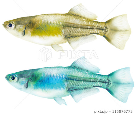 日本産ヒカリ体型メダカの魚体（雄、金色とターコイズの2色、リアルレタッチ切り抜きイラスト） 115876773