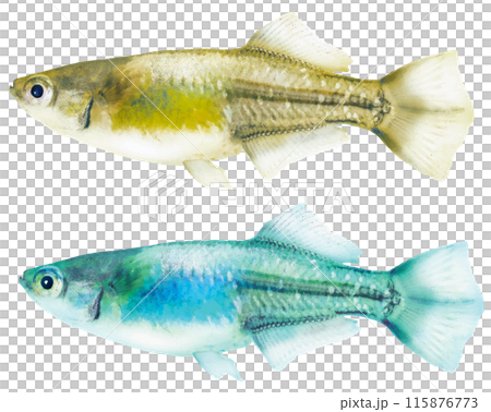 日本産ヒカリ体型メダカの魚体（雄、金色とターコイズの2色、リアルレタッチ切り抜きイラスト） 115876773