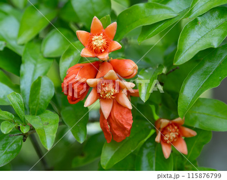 ザクロの花と蕾と葉 115876799