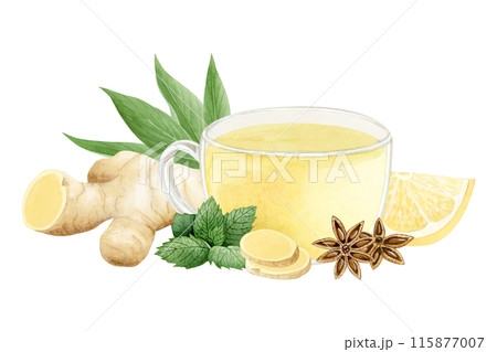 Vegan herbal tea in glass cup with ginger, lemon, spearmint and star anise illustration isolated on white. Hot healing beverage of organic ingredients against flu and cold. Hand drawn clipart 115877007