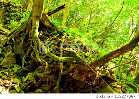深山の苔むした木の根 115877067