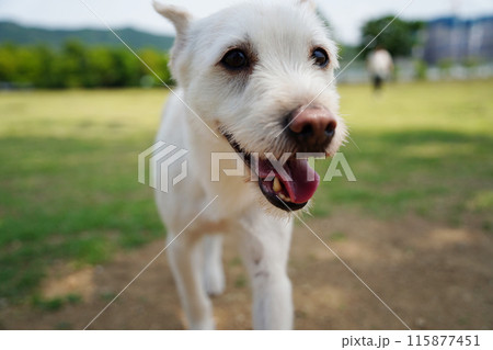 white dog with a smiling expression on its face going for a walk in the park 115877451