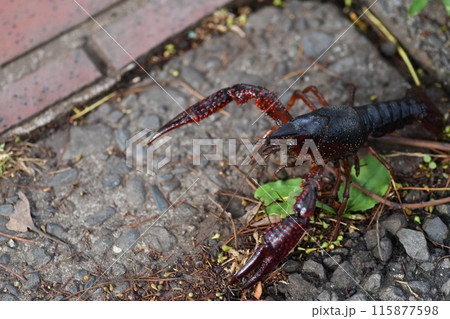 ザリガニ　大船フラワーセンター 115877598