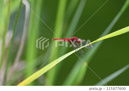 赤トンボ　日本庭園の池 115877600
