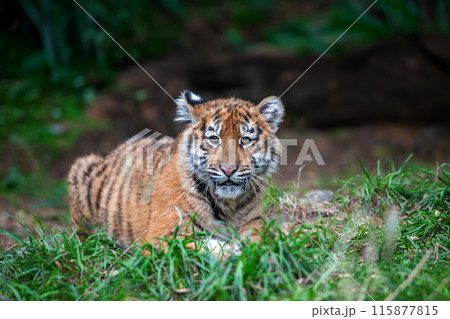 Tiger cub in the wild. Wild cat in nature habitat Tiger cub in the wild. Wild cat in nature habitat 115877815
