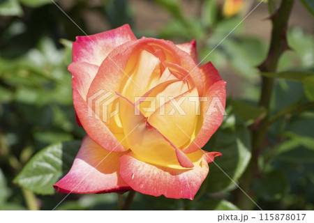 赤と黄色のバラの花 115878017