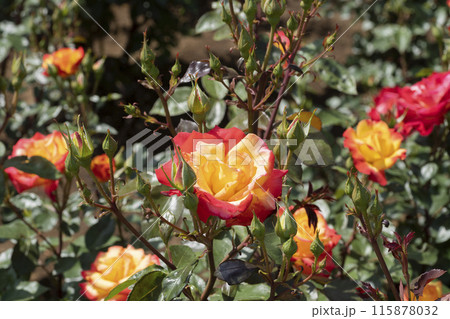 赤と黄色のバラの花 赤と黄色のバラの花 115878032