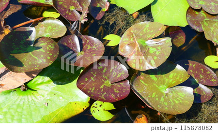 Green and red spotted lotus leaves 115878082