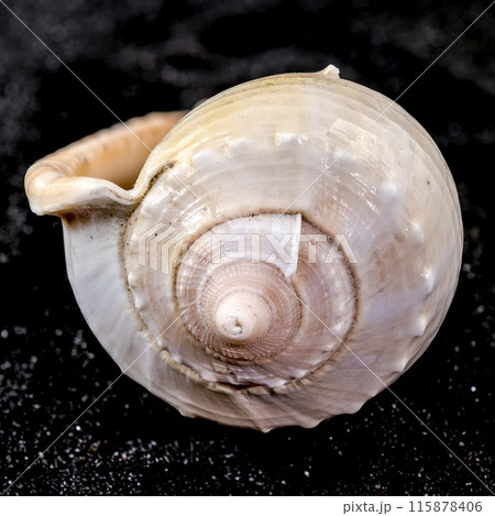Phalium glaucum Seashell on a black sand background 115878406