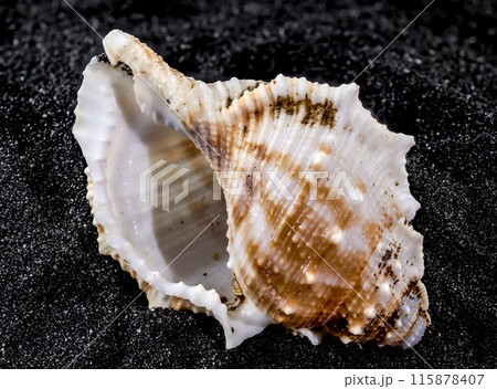 Bursa Spinosa Seashell on a black sand background 115878407