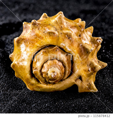 Old orange Seashell on a black sand background Old orange Seashell on a black sand background 115878412