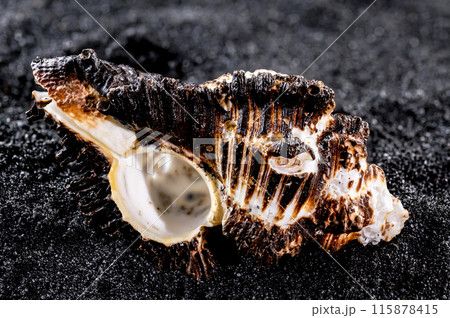 Murex indivia Seashell on a black sand background Murex indivia Seashell on a black sand background 115878415