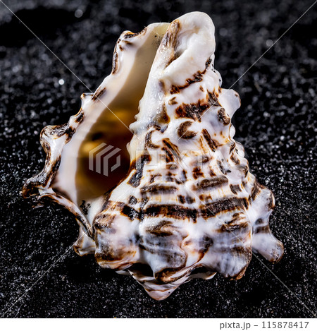 Vasum turbinellus Seashell on a black sand background Vasum turbinellus Seashell on a black sand background 115878417
