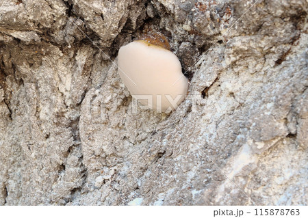 fungus on a tree trunk outdoor. Fungal disease. Close-up 115878763
