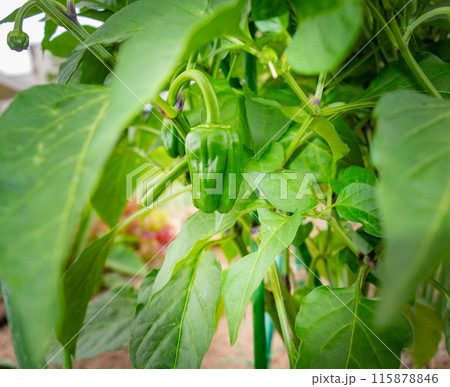菜園(ピーマン）の栽培 115878846
