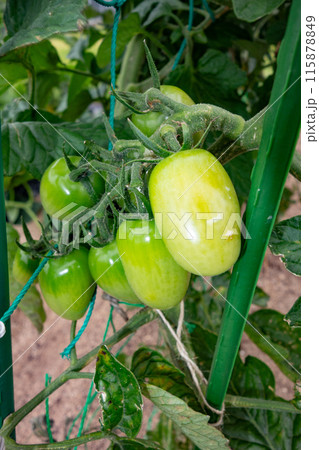 菜園のまだ青いトマト 115878849