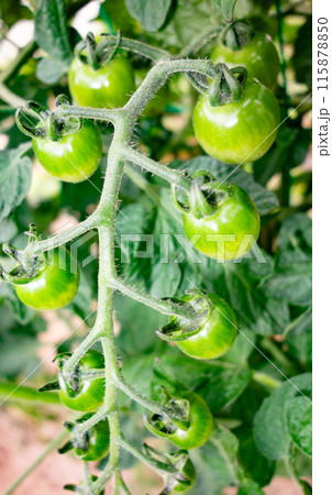 菜園のまだ青いトマト 菜園のまだ青いトマト 115878850