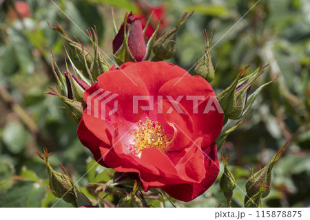 赤いバラの花 赤いバラの花 115878875