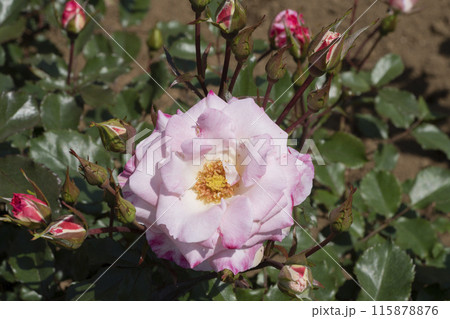 ピンクのバラの花 115878876
