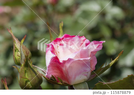 ピンクのバラの花 ピンクのバラの花 115878879