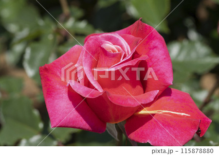 赤いバラの花 赤いバラの花 115878880