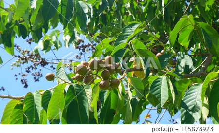 The flowers, fruit, leaves and branches of the Thai crape myrtle or Bungor tree and blue sky as the background 115878923