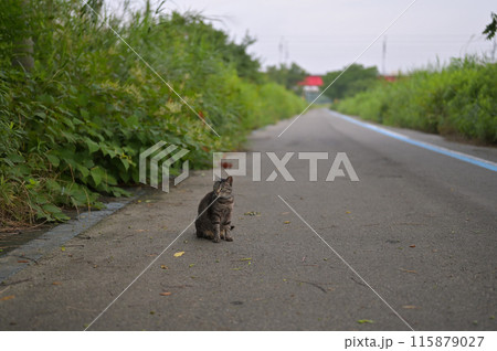 道端でお座りするとら猫 道端でお座りするとら猫 115879027