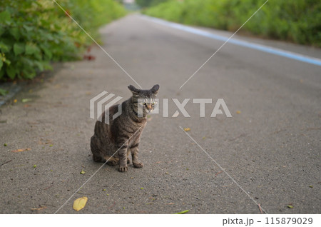 道端でお座りするとら猫 道端でお座りするとら猫 115879029