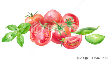 新鮮なトマトとバジルの水彩イラスト。 115879458