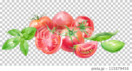 新鮮なトマトとバジルの水彩イラスト。 115879458