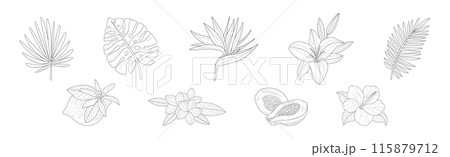 Tropical Exotic Flora and Foliage Sketch Vector Set 115879712