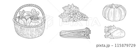 Garden Crop Harvest with Fresh Ripe Vegetable Vector Set 115879729