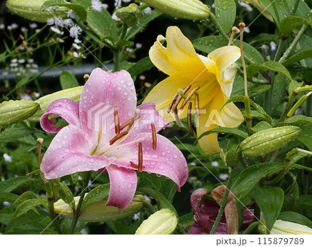雨中のスカシユリの花とつぼみ（水滴をつけた赤と黄色の透かし百合） 115879789