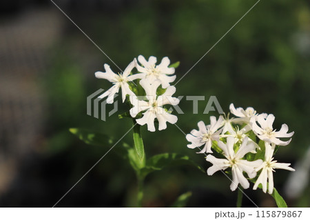 リクニス・カルセドニカ ラウライフ Lychnis chalcedonica Rauhreif リクニス・カルセドニカ ラウライフ Lychnis chalcedonica Rauhreif 115879867