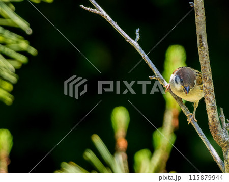 木の枝にとまるスズメの幼鳥・コピースペース 115879944