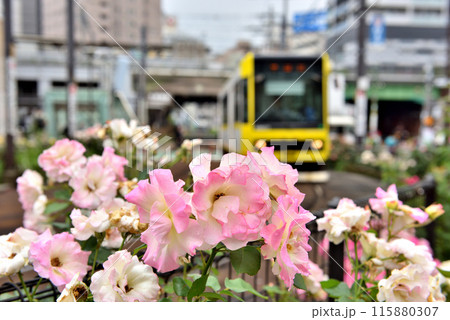 ピンクの花と東京さくらトラム ピンクの花と東京さくらトラム 115880307
