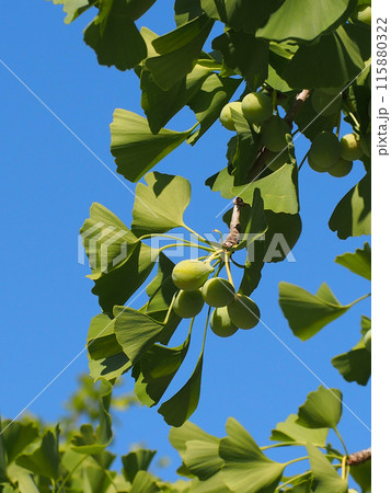夏の青空と蒼いギンナン（あおい銀杏の実をつけたイチョウの枝） 115880322