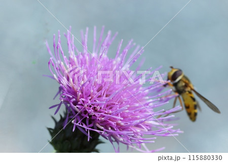 タムラソウにハナアブがとまる　クローズアップ　紫色の花 115880330