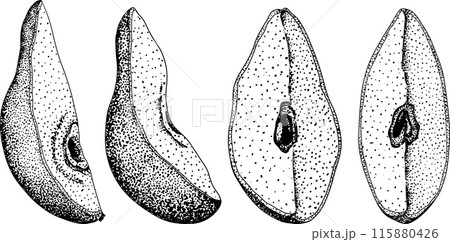 Hand drawn, engraving fresh pears. Pear outline drawing 115880426