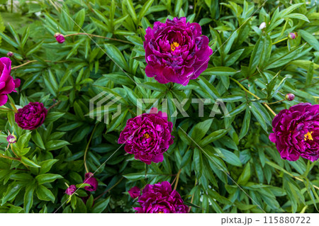 Dark pink peony flower opening its petals in the sunlight 115880722