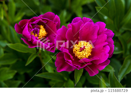 Dark pink peony flower opening its petals in the sunlight 115880729